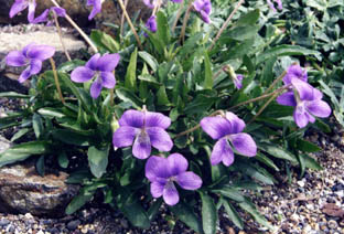 Viola pedata